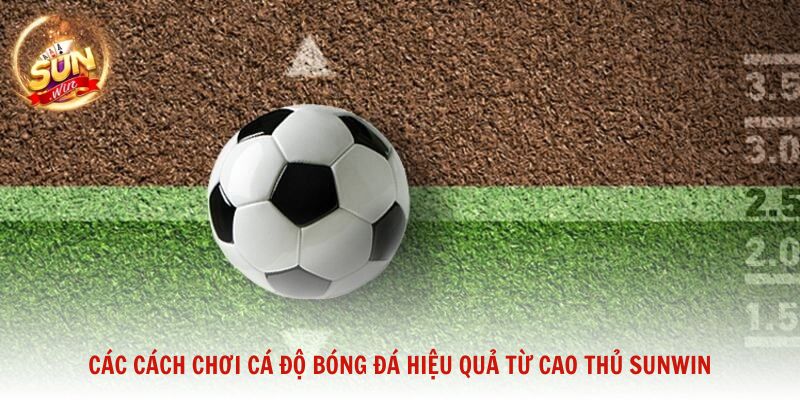 Các cách chơi cá độ bóng đá hiệu quả từ cao thủ Sunwin